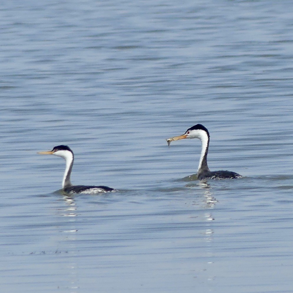 Clark's Grebe - ML643878294