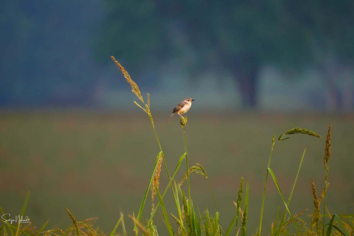 Plain Prinia - ML643878297