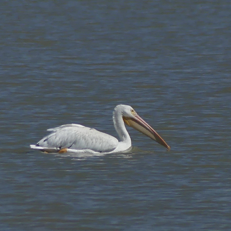 American White Pelican - ML643878299