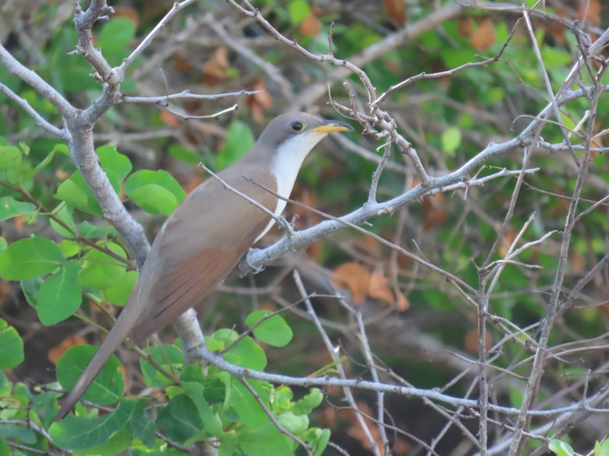Yellow-billed Cuckoo - ML643878302