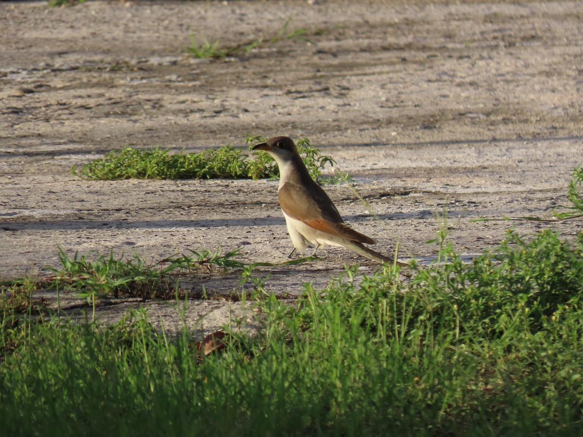 Yellow-billed Cuckoo - ML643878303