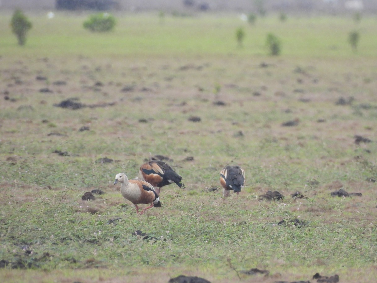 Orinoco Goose - ML643878304