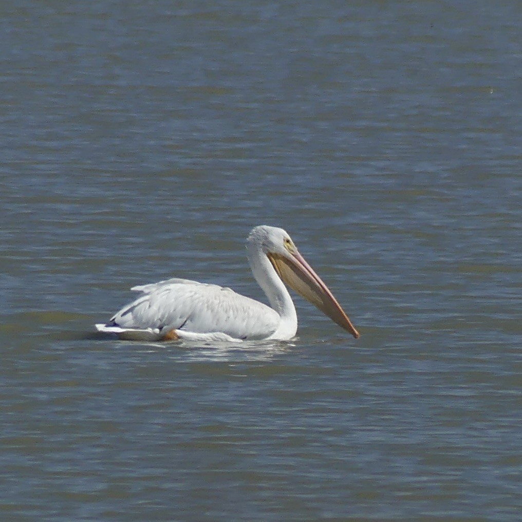 American White Pelican - ML643878305