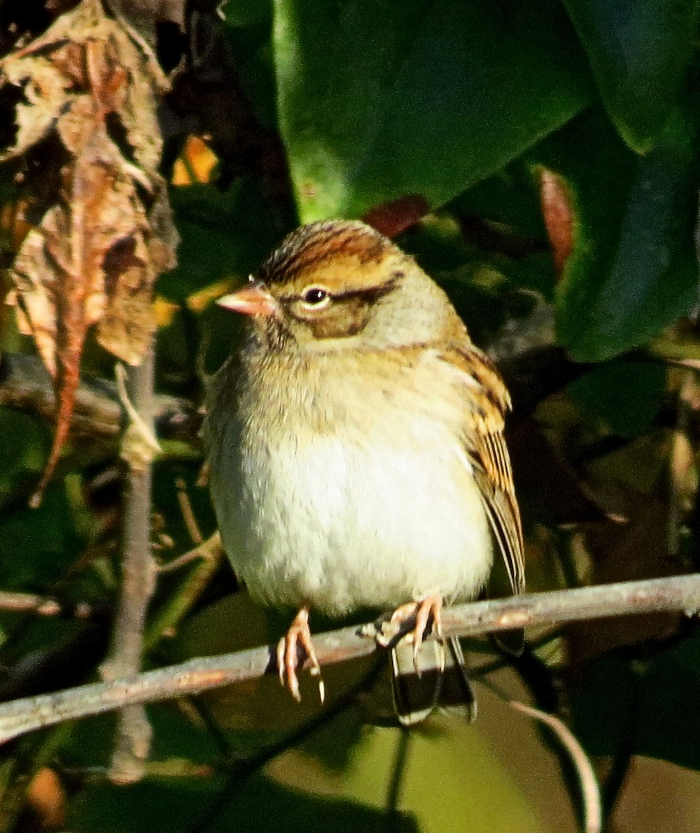 Chipping Sparrow - ML643878313