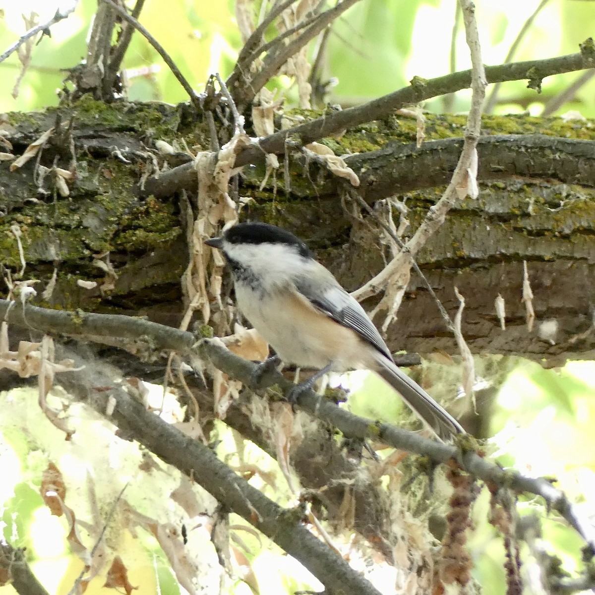 アメリカコガラ - ML643878318