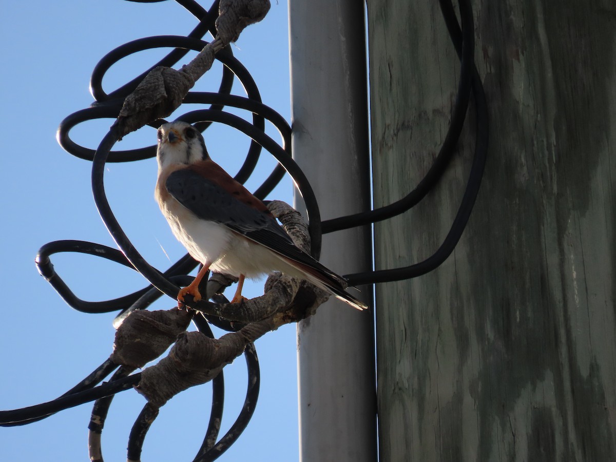 American Kestrel - ML643878321