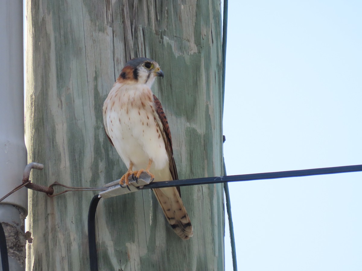 American Kestrel - ML643878322