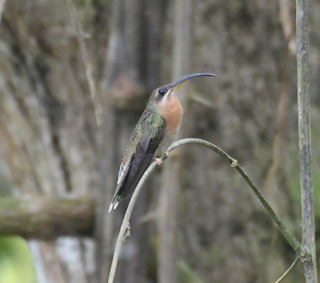 Rufous-breasted Hermit - ML643878323