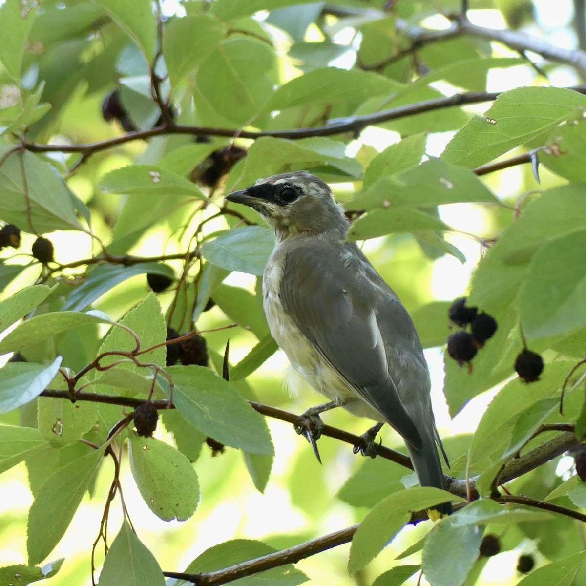 Cedar Waxwing - ML643878332