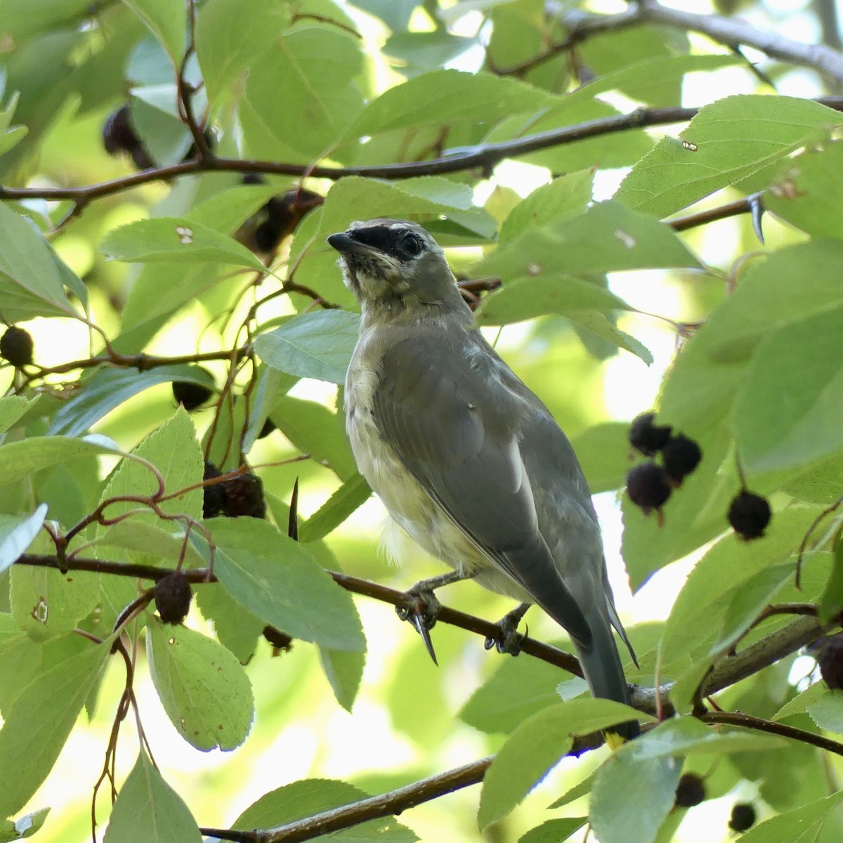 Cedar Waxwing - ML643878335