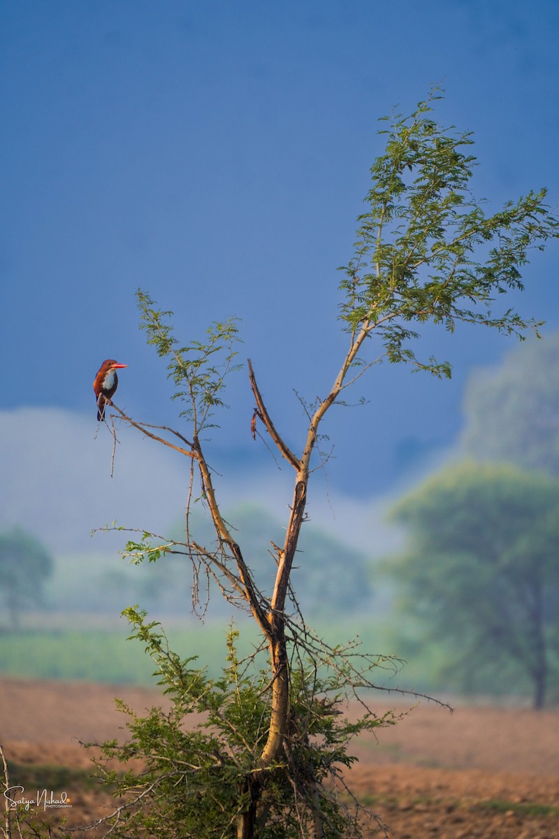 White-throated Kingfisher - ML643878336