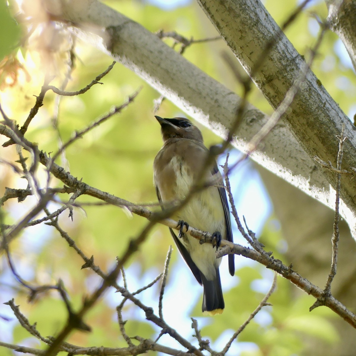 Cedar Waxwing - ML643878341