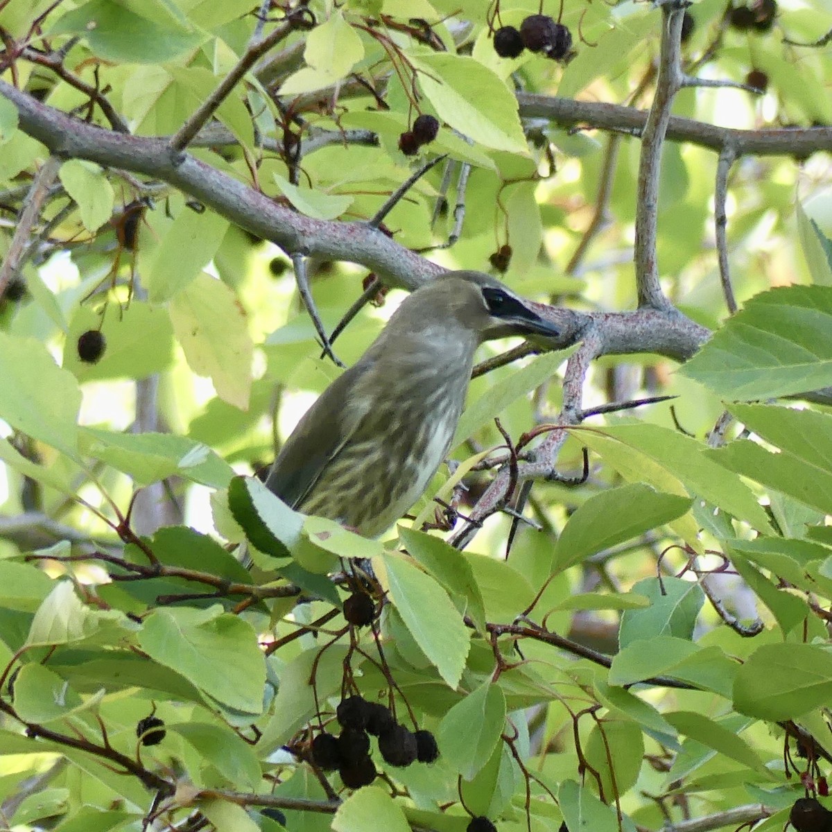 Cedar Waxwing - ML643878344
