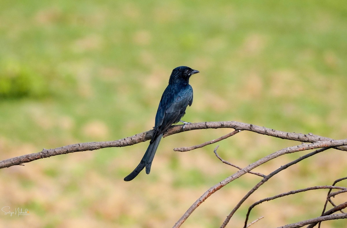 Black Drongo - ML643878345