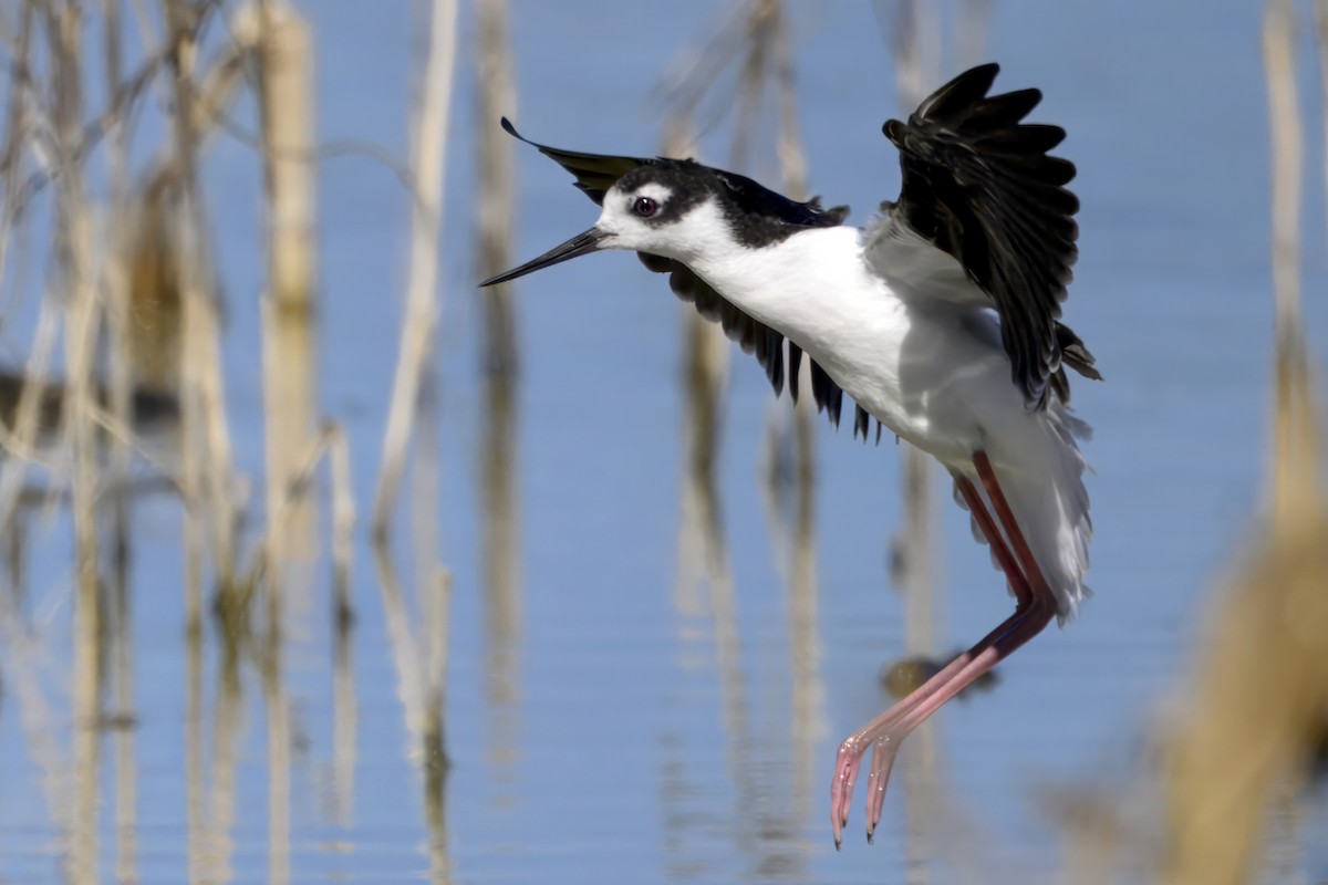 Schwarznacken-Stelzenläufer - ML643878349