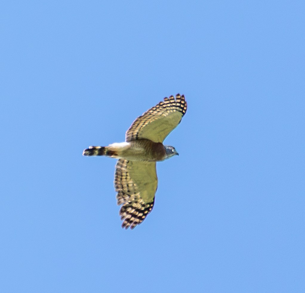 kobčík rezavoprsý - ML643878350