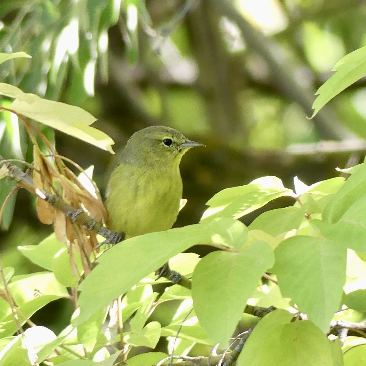 サメズアカアメリカムシクイ - ML643878362