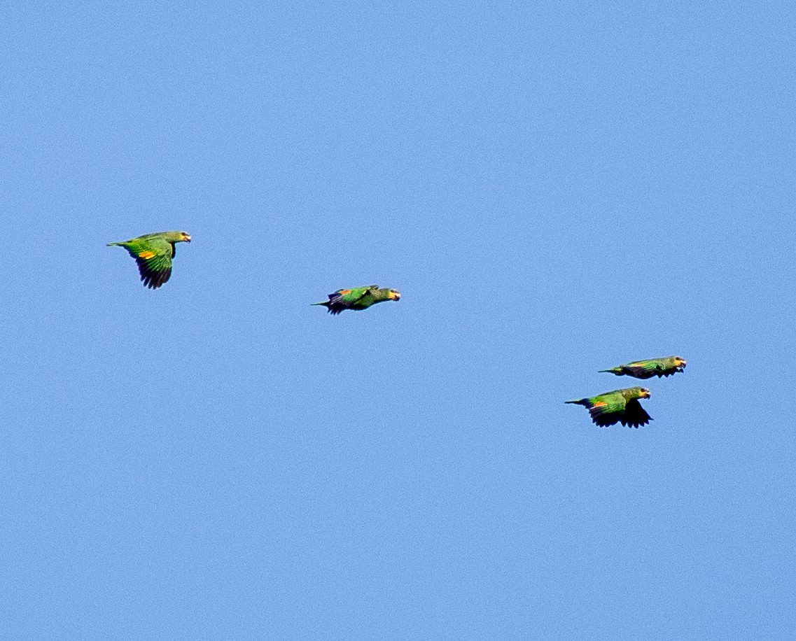 Orange-winged Amazon - ML643878363