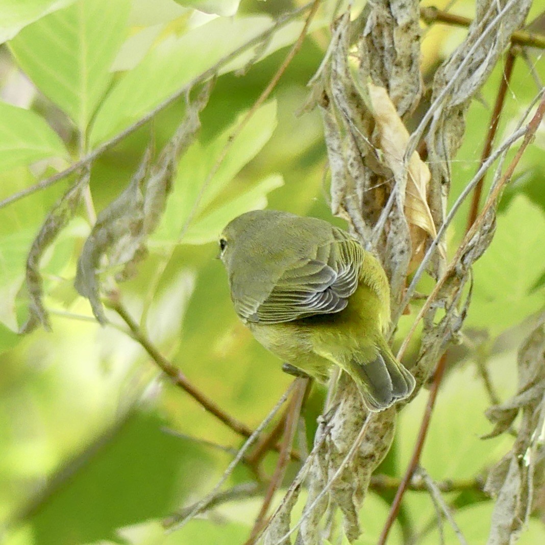 サメズアカアメリカムシクイ - ML643878364