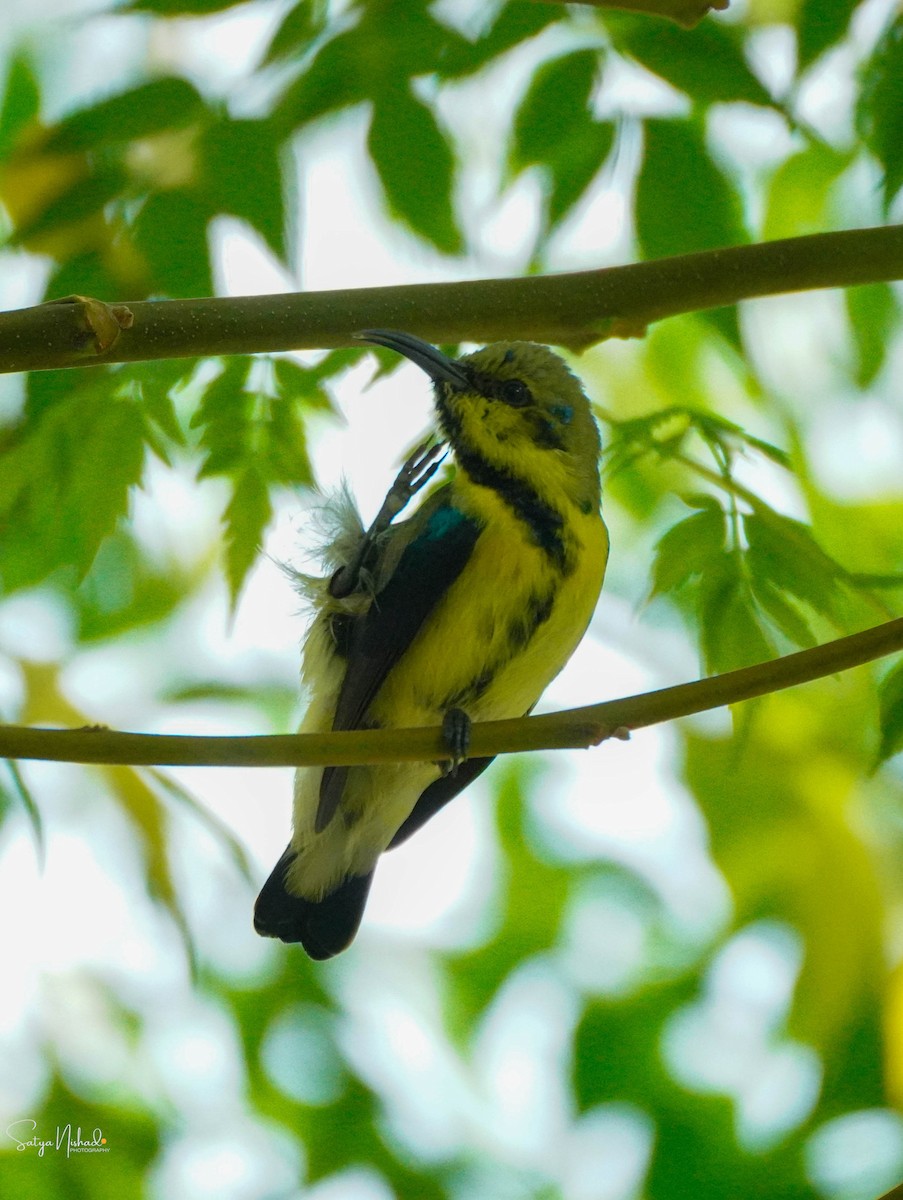 Purple Sunbird - ML643878365