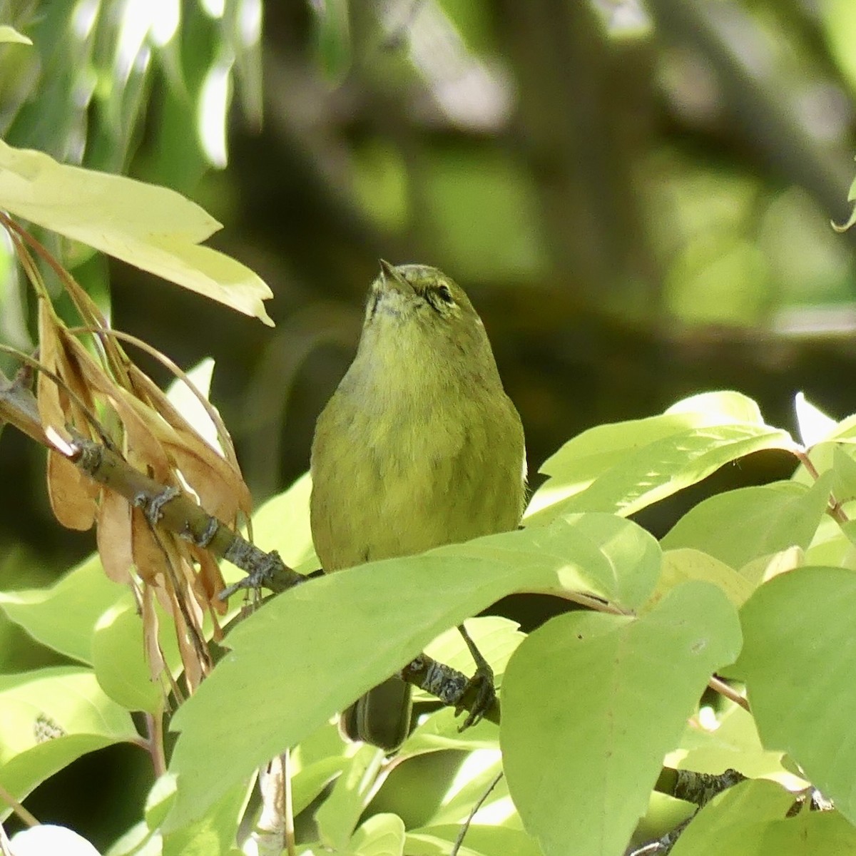 サメズアカアメリカムシクイ - ML643878366