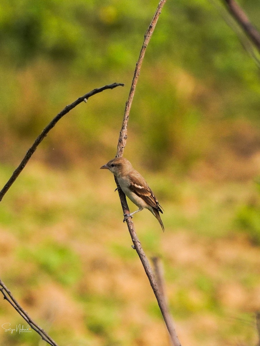 Yellow-throated Sparrow - ML643878369