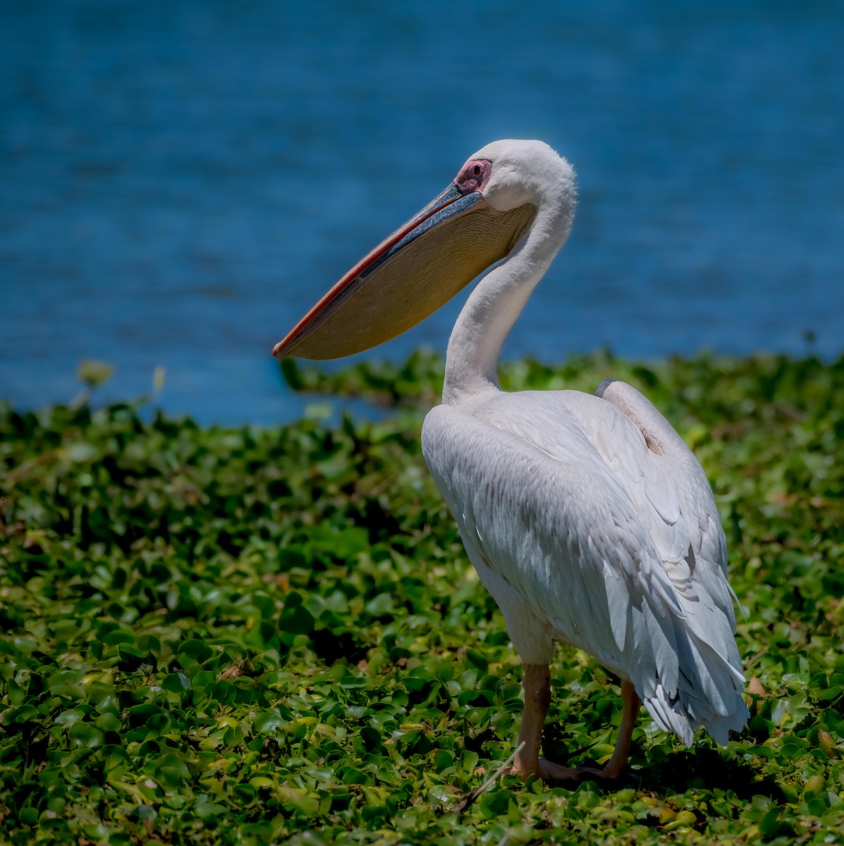 Great White Pelican - ML643878370