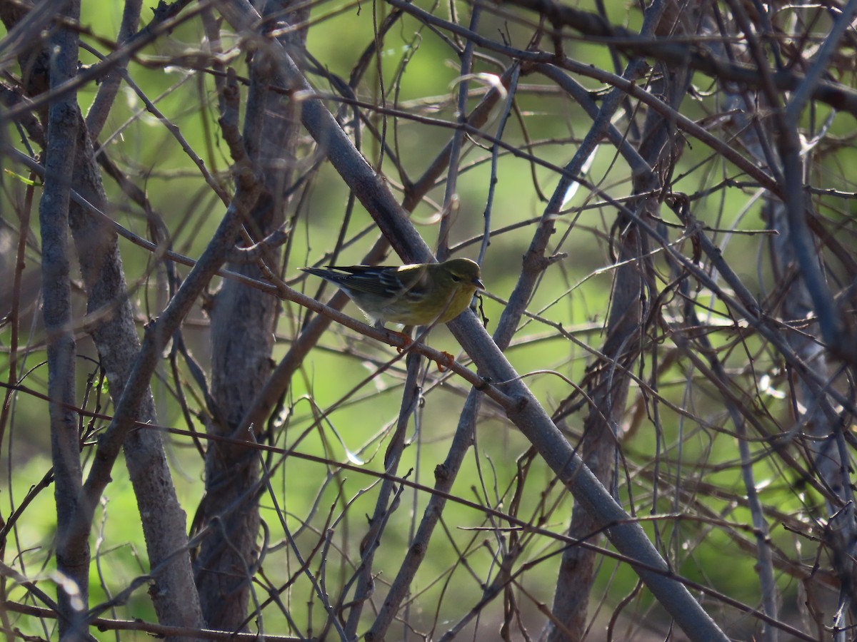 Blackpoll Warbler - ML643878371