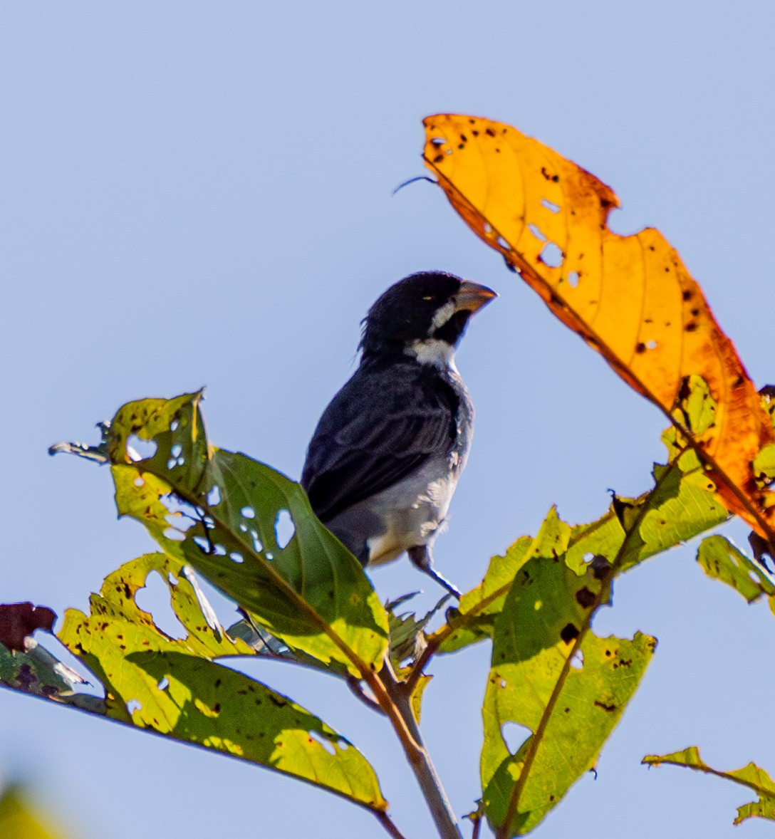 Double-collared Seedeater - ML643878373