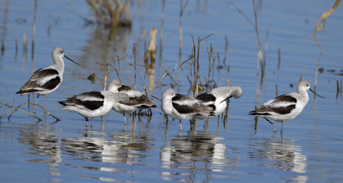 Braunhals-Säbelschnäbler - ML643878399