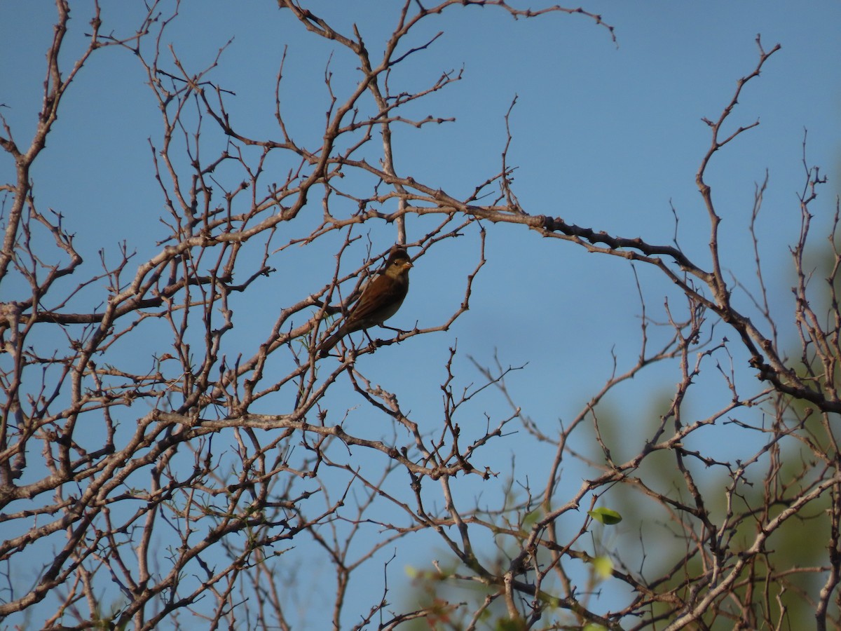 Indigo Bunting - ML643878401