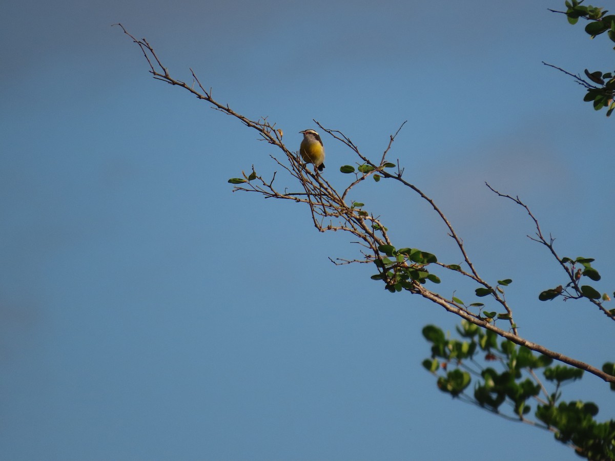 Bananaquit - ML643878409