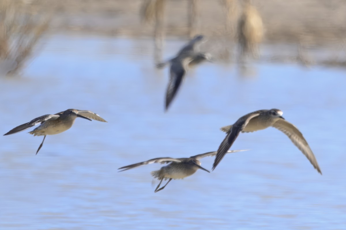 Prärie-Goldregenpfeifer - ML643878411