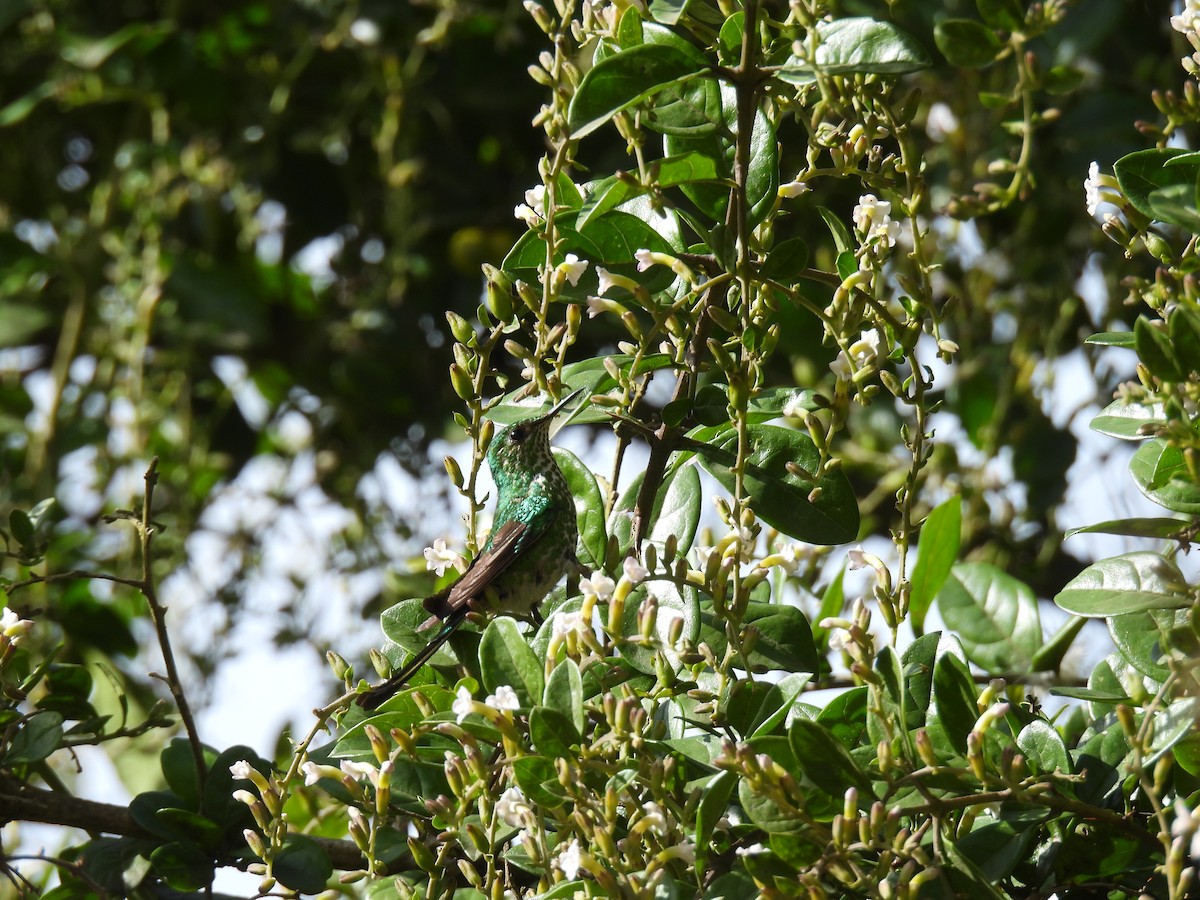 Green-tailed Trainbearer - ML643878425
