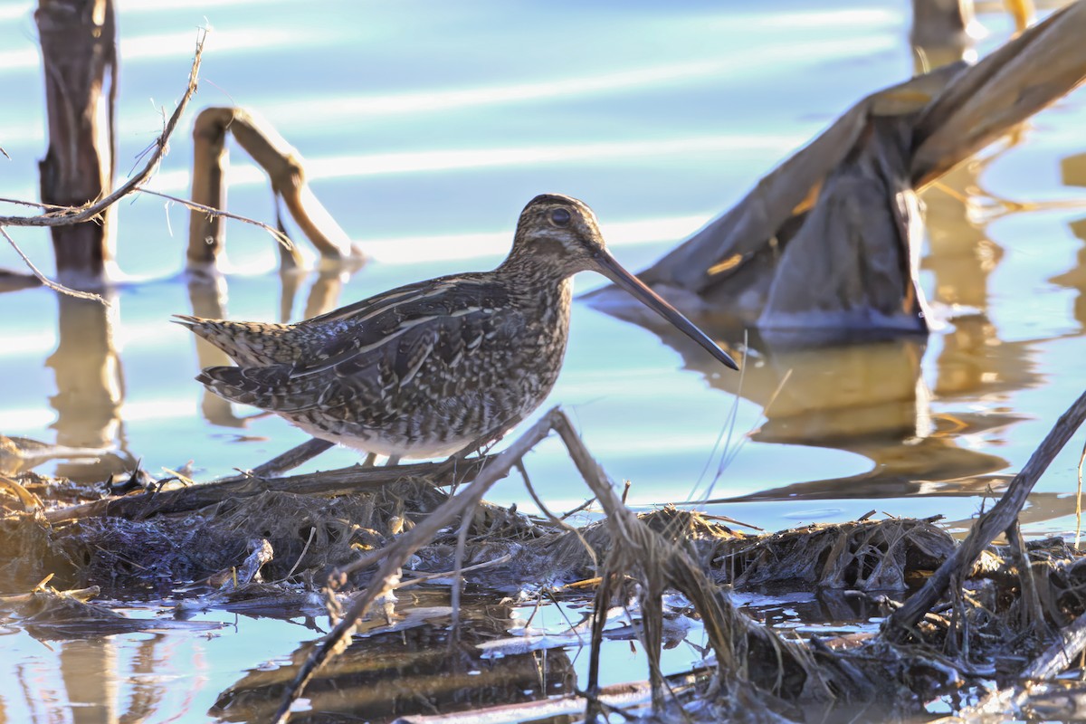 kanadabekkasin - ML643878427