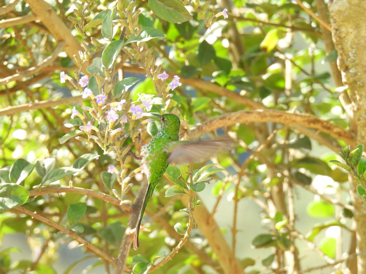Green-tailed Trainbearer - ML643878428