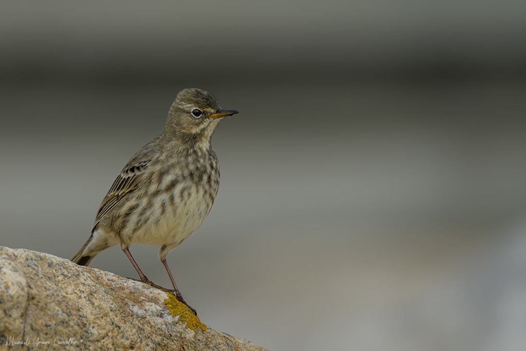 Rock Pipit - ML643878429