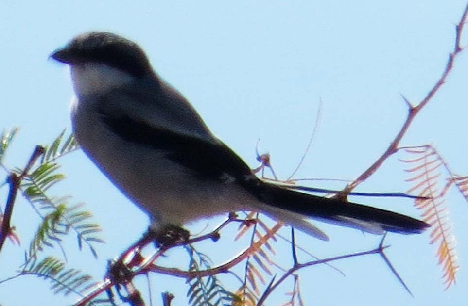 Loggerhead Shrike - ML643878483