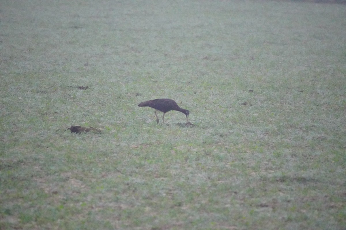 Glossy Ibis - ML643878487