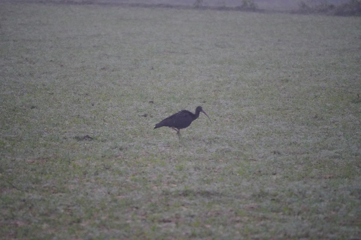 Glossy Ibis - ML643878488