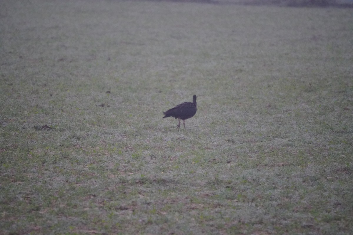 Glossy Ibis - ML643878489