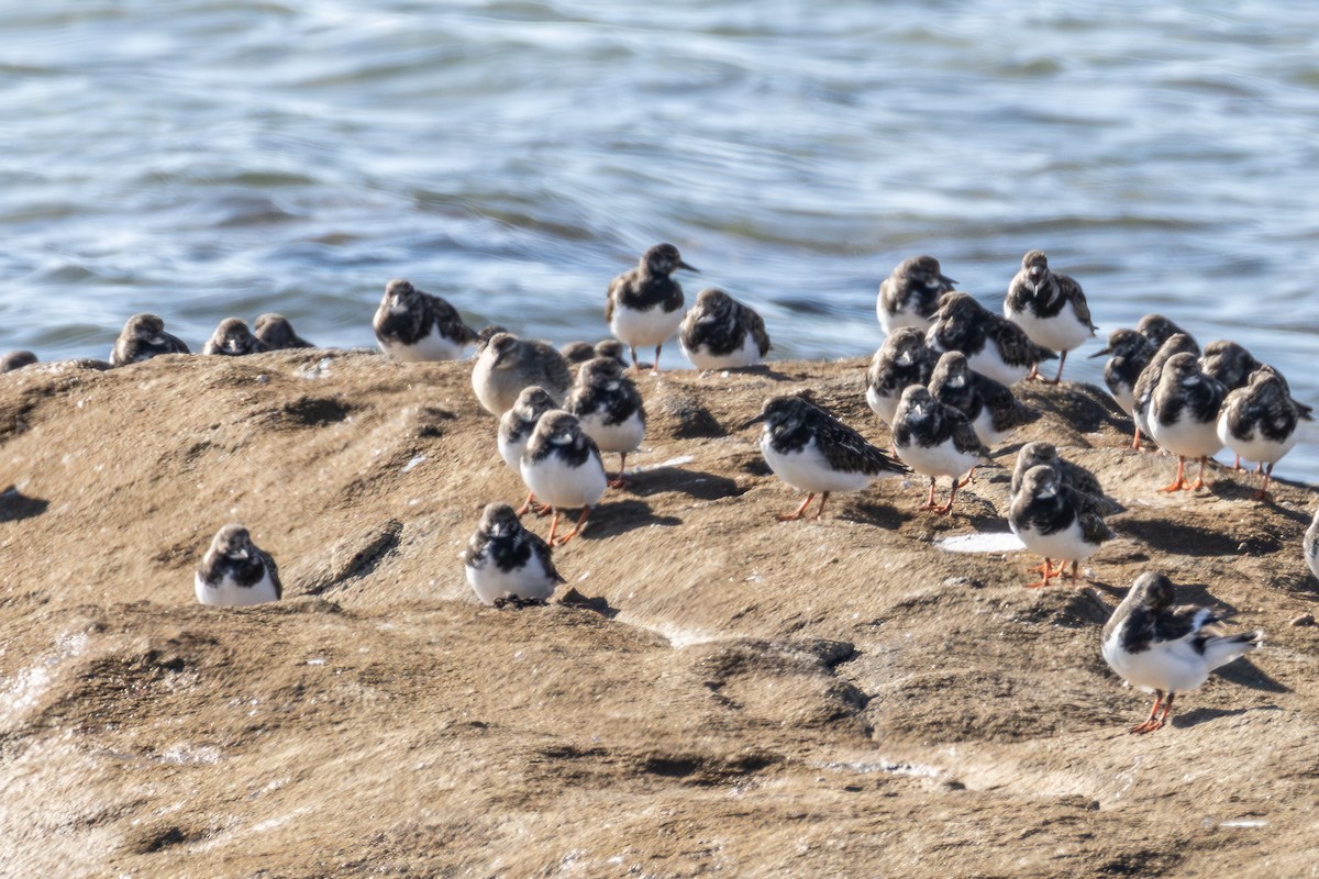 Ruddy Turnstone - ML643878504