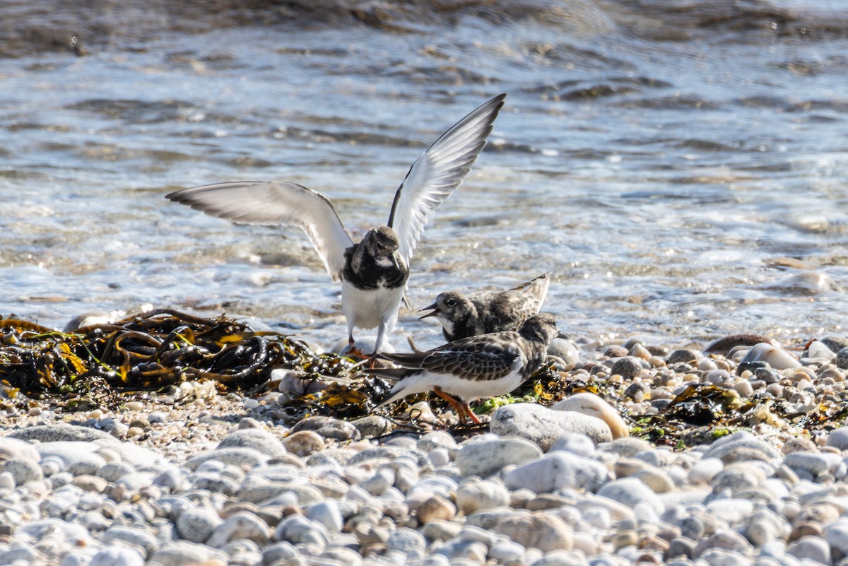 Ruddy Turnstone - ML643878505