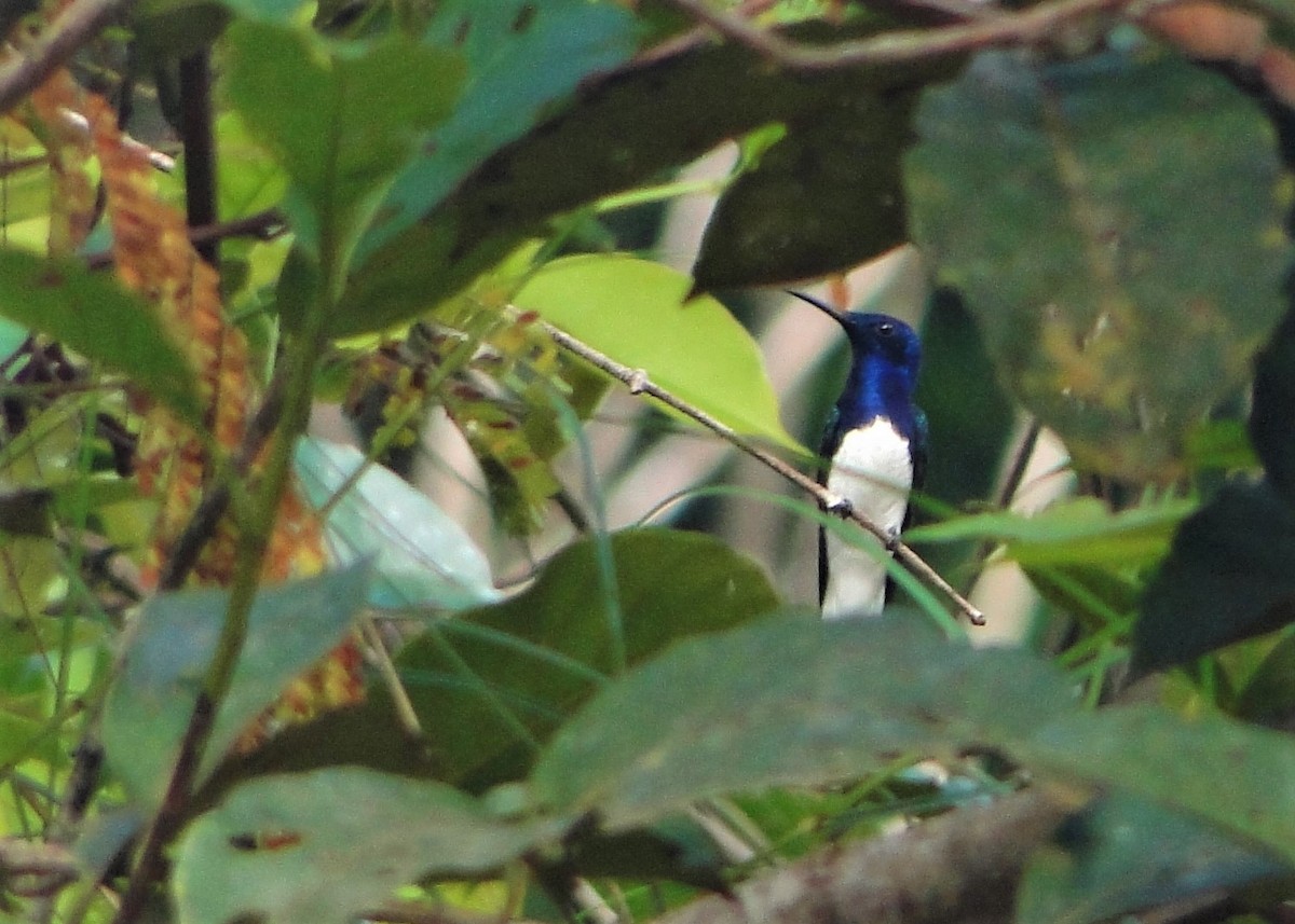 Colibrí Nuquiblanco - ML64387851