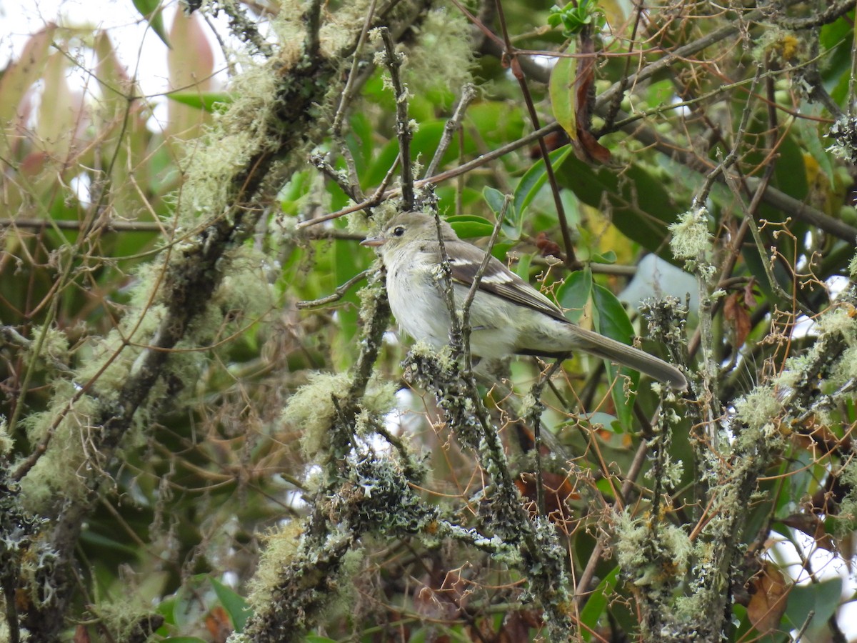 bergelenia - ML643878510