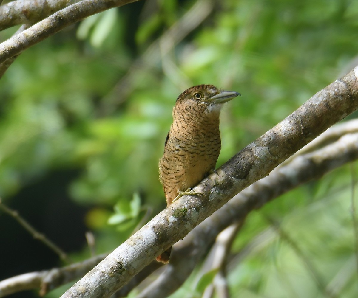 Barred Puffbird - ML643878522