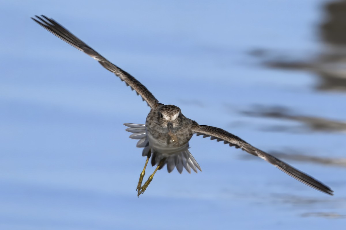 Tundraschlammläufer - ML643878524