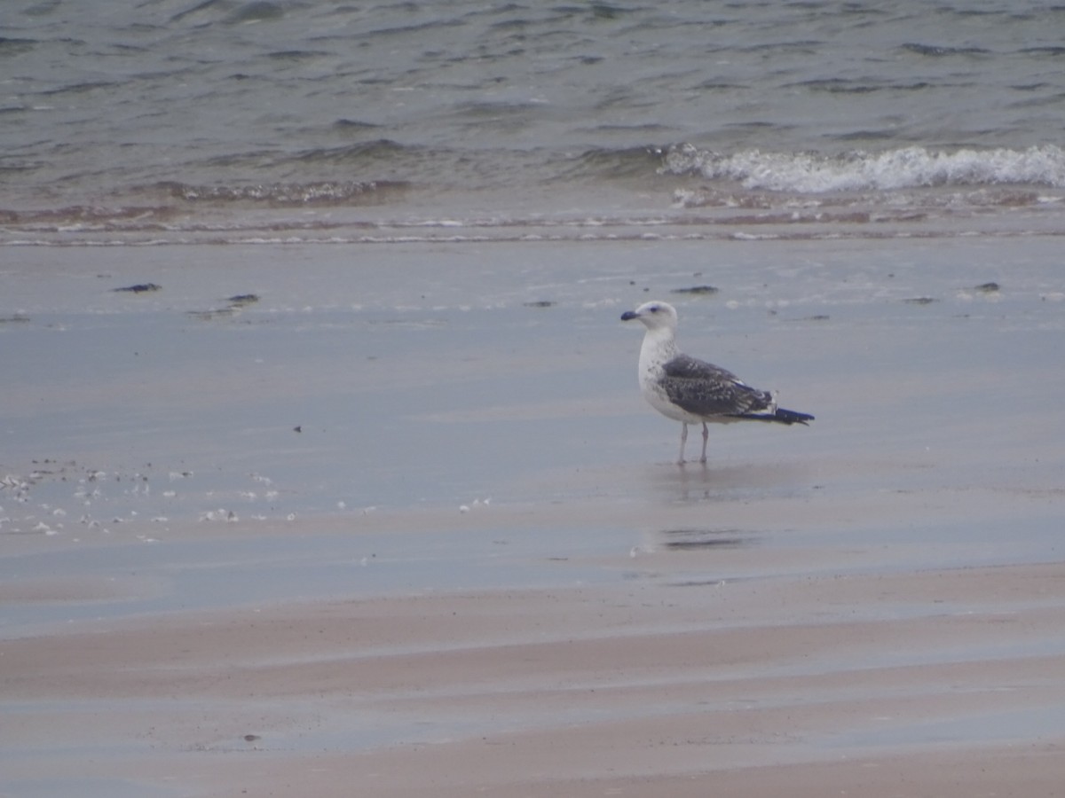 Great Black-backed Gull - ML643878535