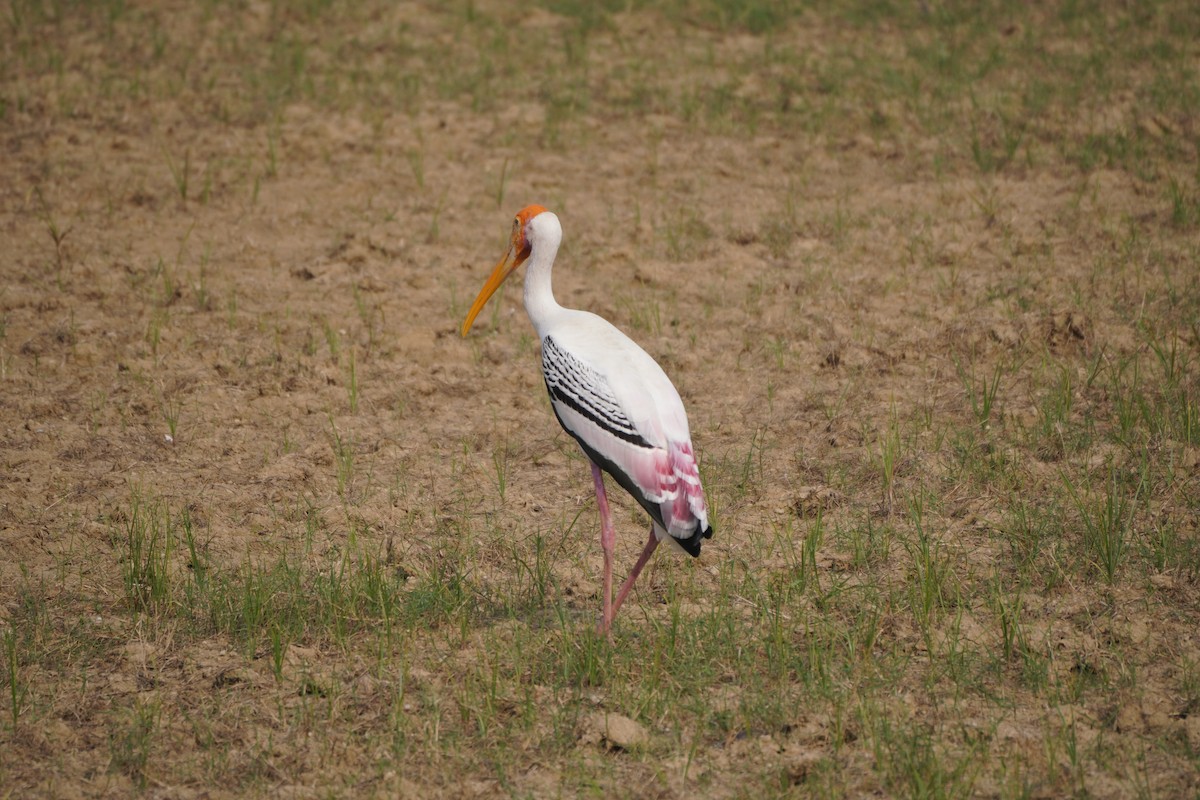 Painted Stork - ML643878548