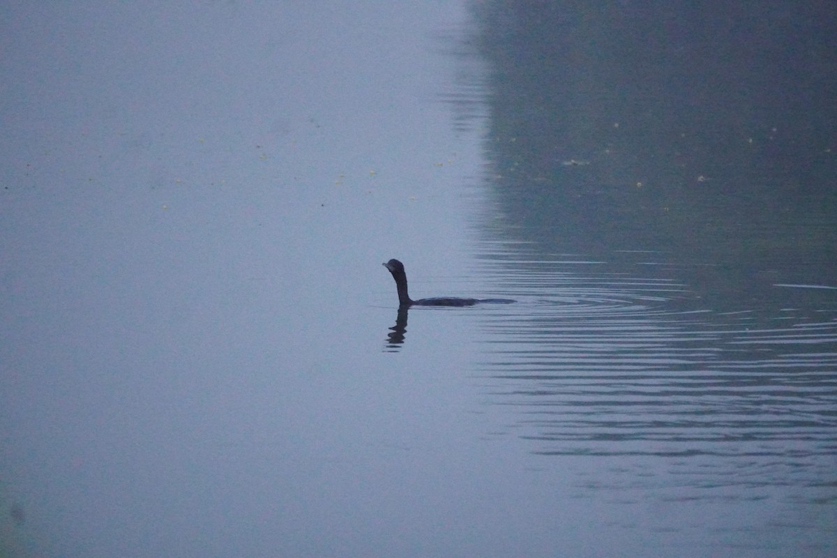 Little Cormorant - ML643878562